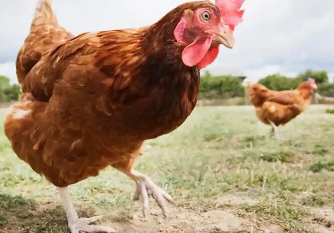 2021081213514568c77e4938764ed58ab7ceedf87b6e8a-13