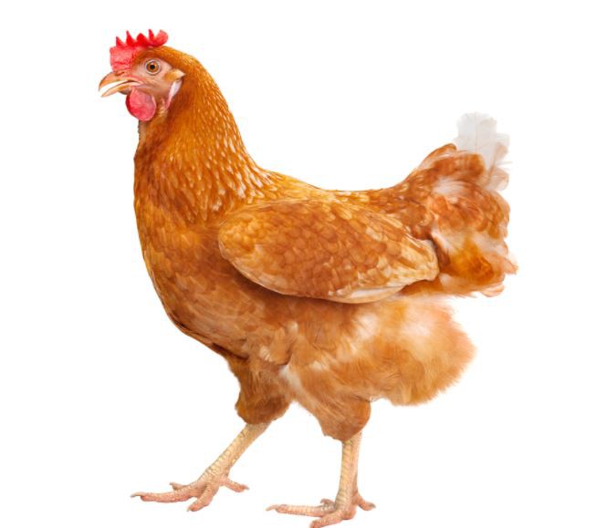 2022031711432202d94e2bdf834be6b8d73fa9be906fc5-4 2022031711432202d94e2bdf834be6b8d73fa9be906fc5-4