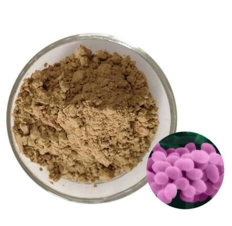 bacillus-pumilus56024462083 Bacillus Pumilus56024462083