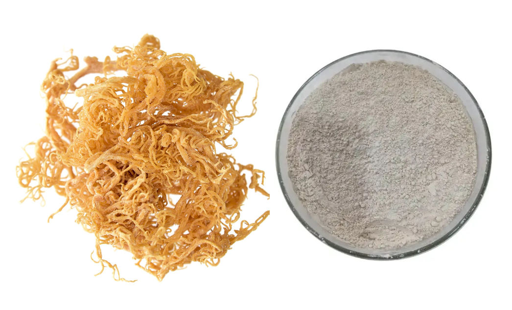 Großhandel Seemoospulver