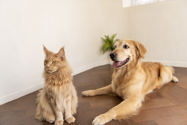 Katze und Hund