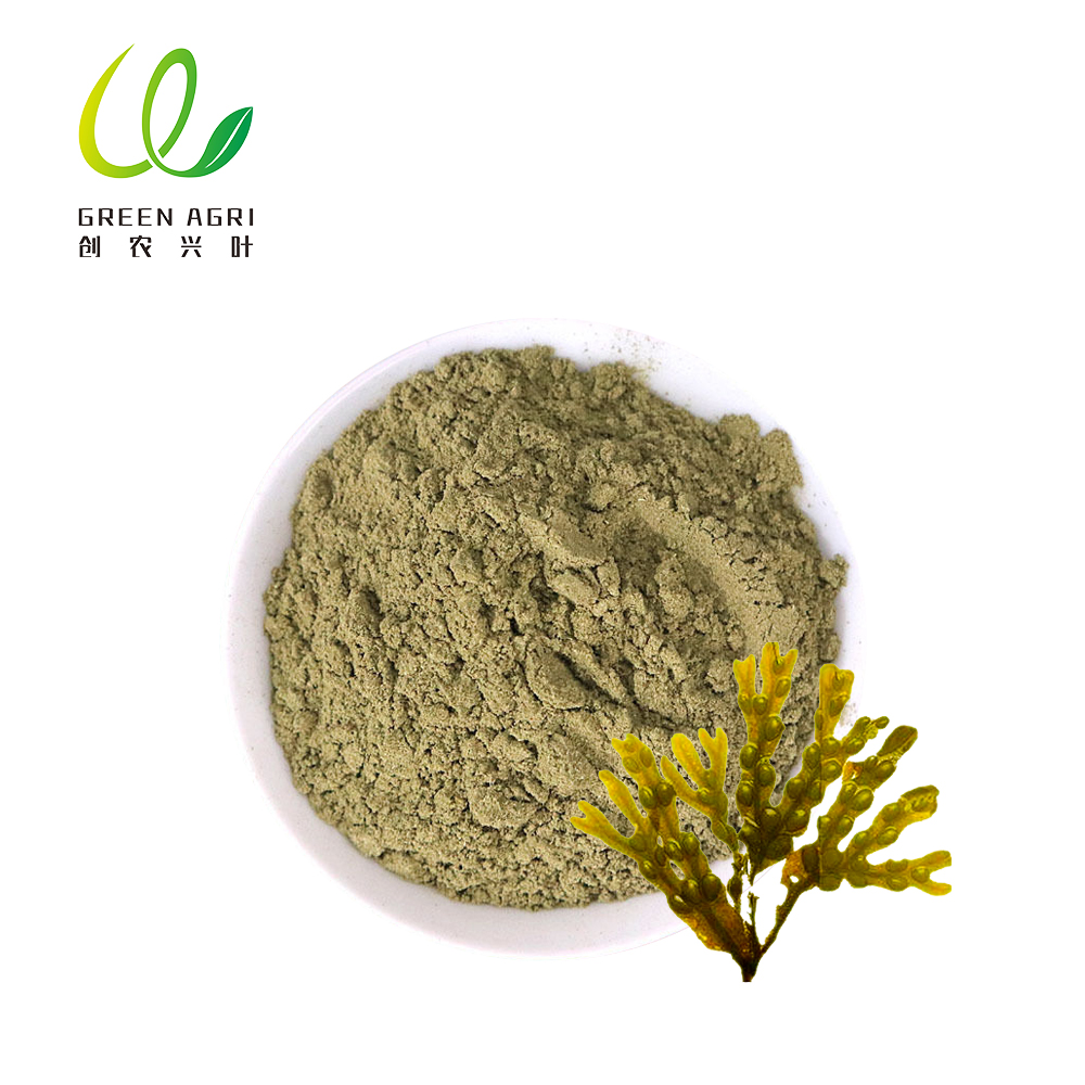 Braunes Kelp-Algenpulver
