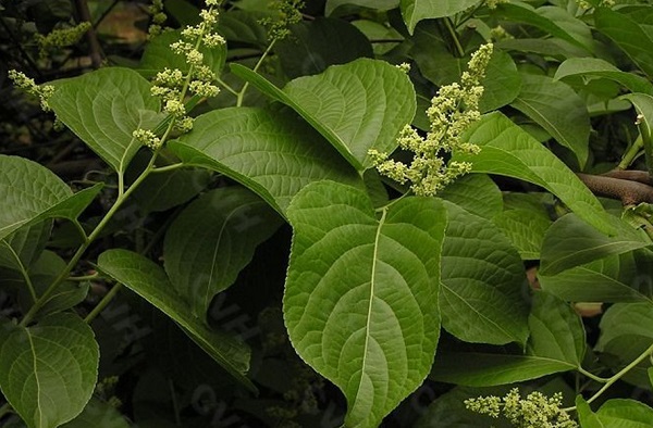 Celangulin-Hersteller