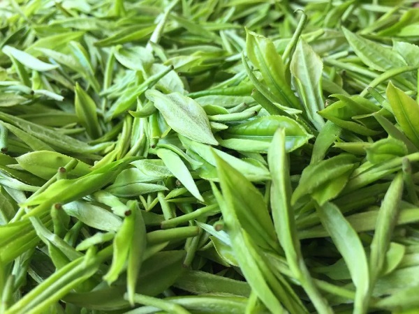 Grüner Tee