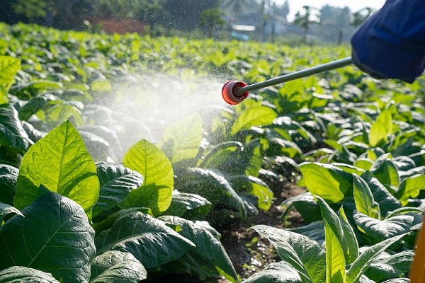 Warum pflanzliche Insektizide Marktanteile gewinnen: Der strategische Wert von Pyrethrinen