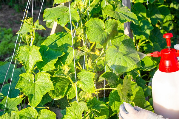 Pyrethrine oder Neemöl: Die beste natürliche Lösung zur Schädlingsbekämpfung?