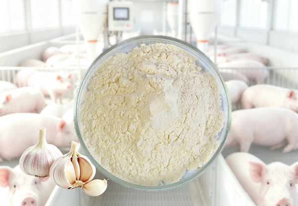 Allicin-Pulver als Futtermittelzusatz im Großhandel für Händler und Marken